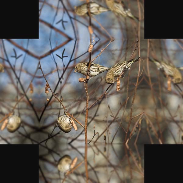 siskins 4 in reflect soft