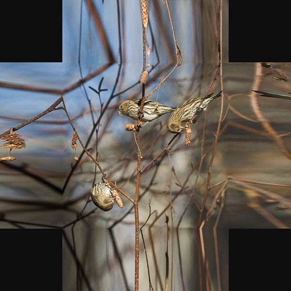 siskins 4 in stretch