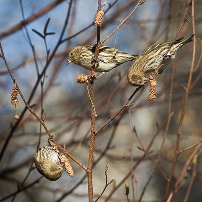 siskins full size